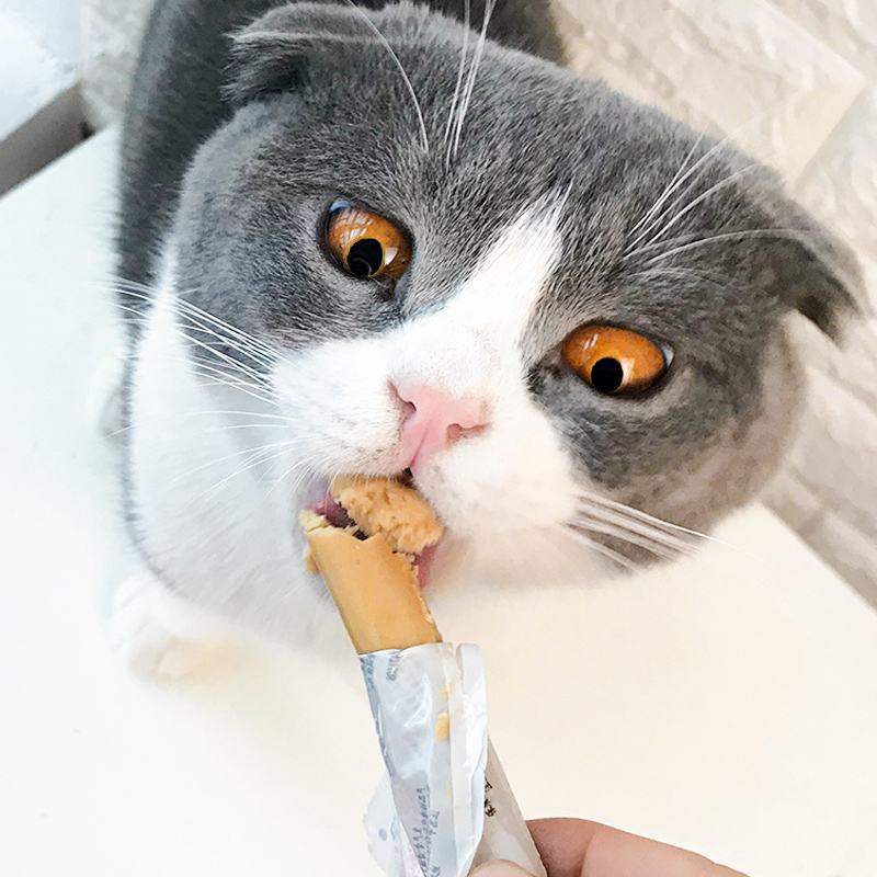 猫能不能吃火腿肠