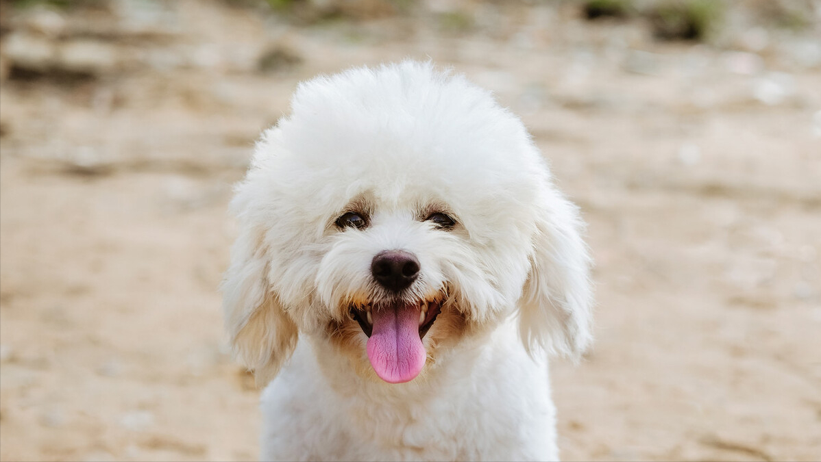 比熊犬泪痕如何去除-第1张图片-宠查查