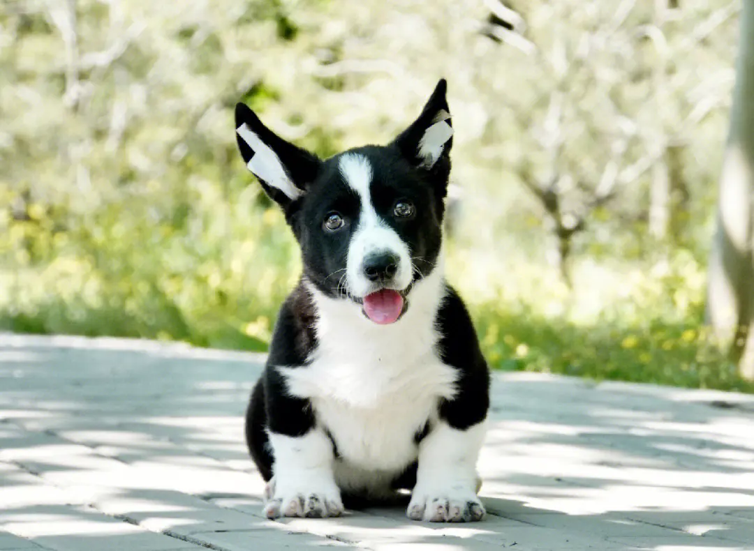 威尔士柯基犬多少钱一只-第1张图片-宠查查