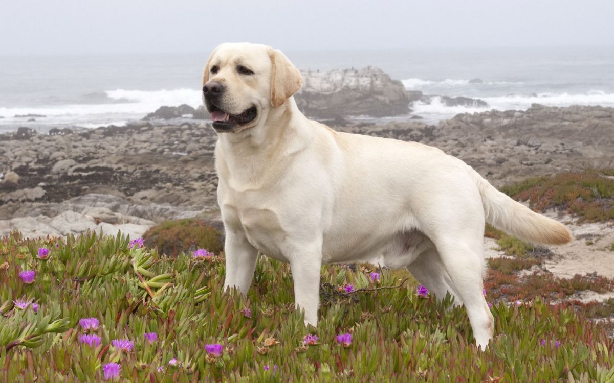 拉布拉多猎犬