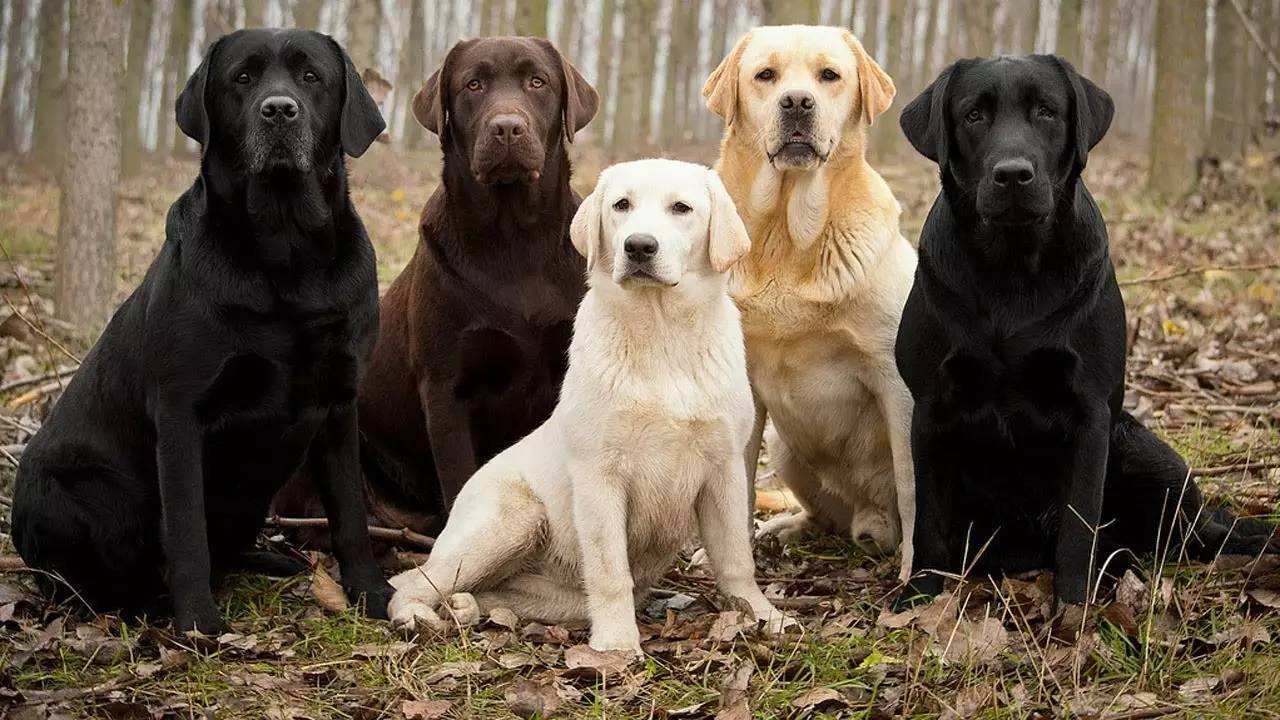 拉布拉多犬多少钱一只