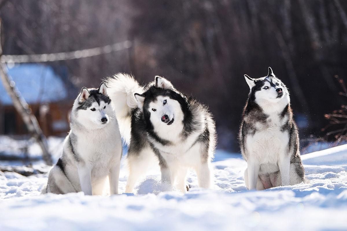 西伯利亚雪橇犬