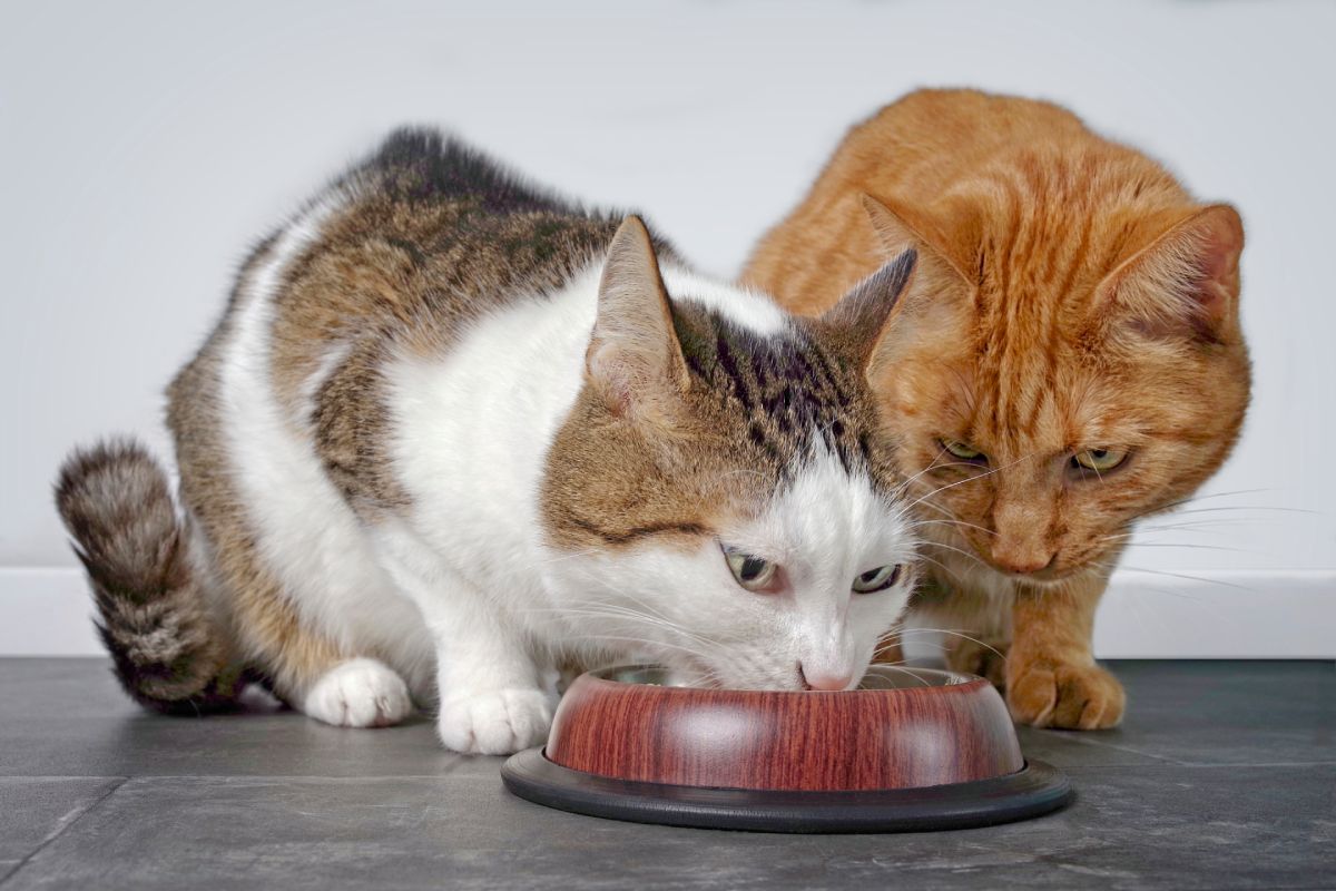 猫护食该不该打