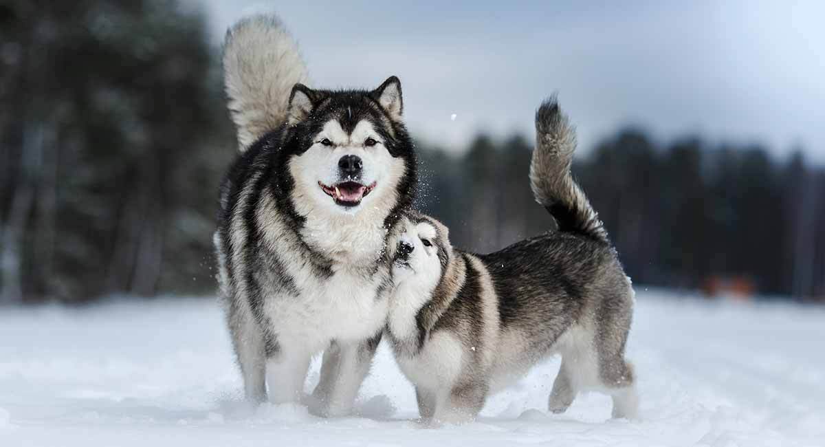 阿拉斯加雪橇犬