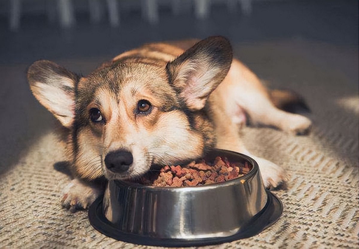 狗狗没有食欲的原因