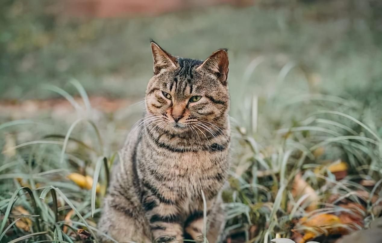 狸花猫