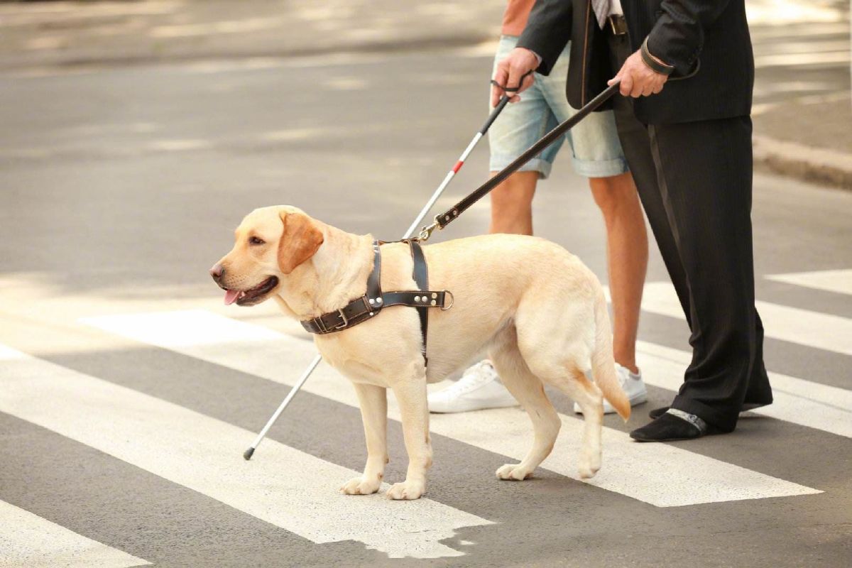 导盲犬可以上公交吗 盲人能带导盲犬上公交吗