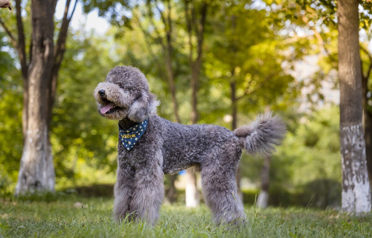 巨型贵宾犬