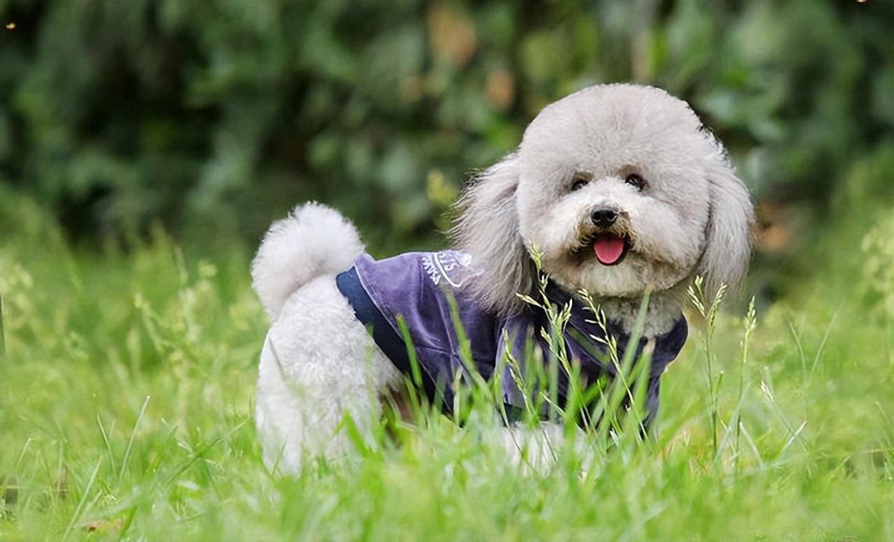 犬子宫内膜炎