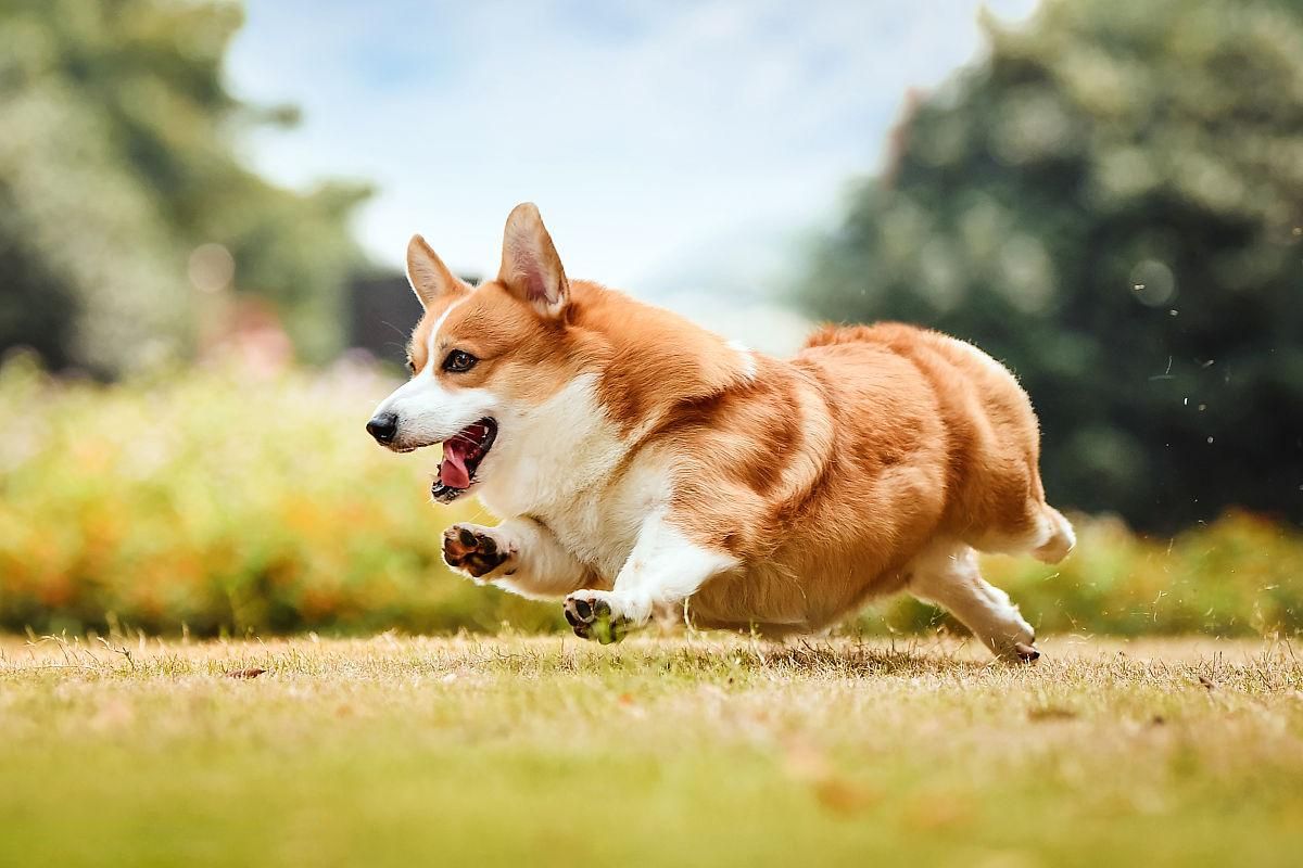 犬椎间盘病