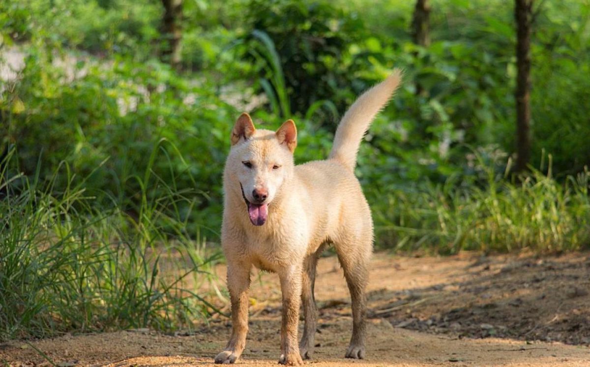 中华田园犬