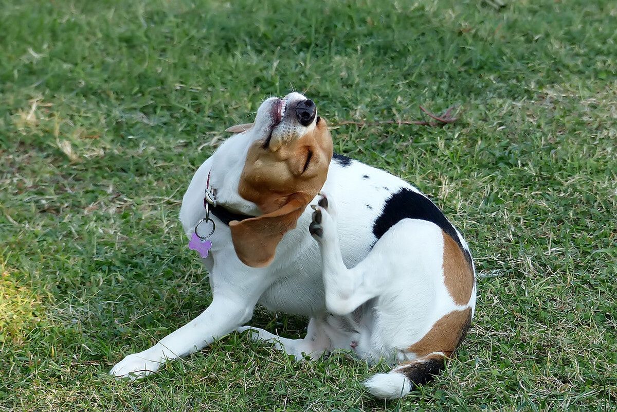 犬中耳炎