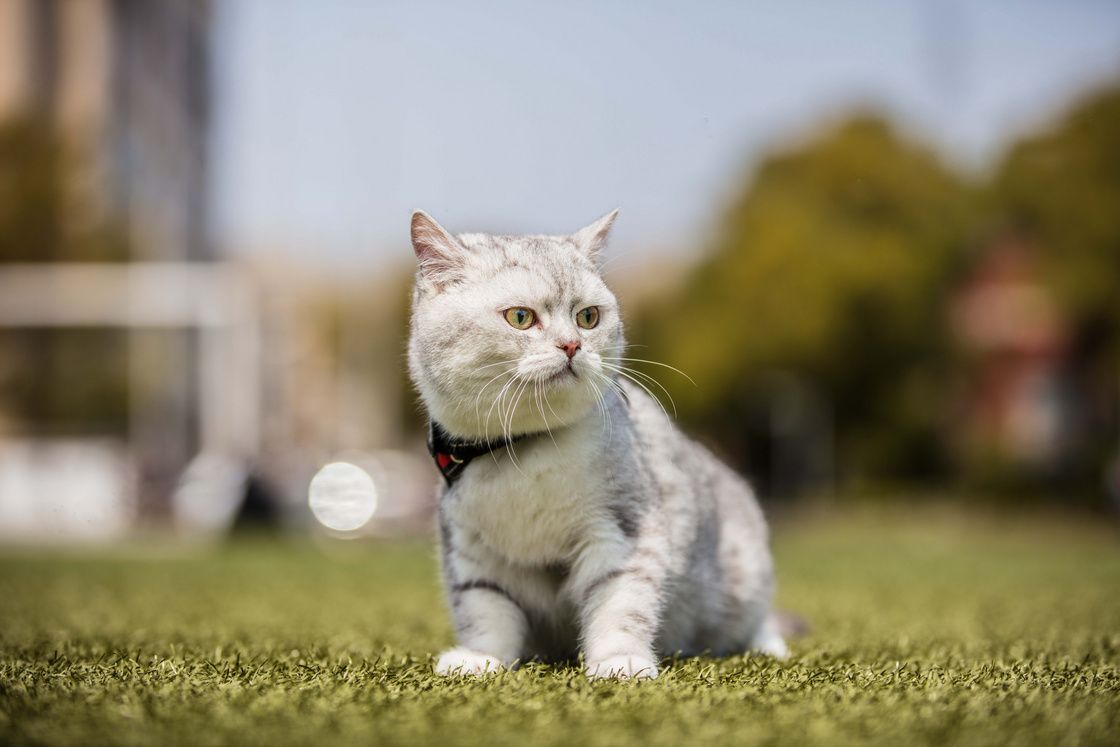 猫阴茎骨骨折-第1张图片-宠查查