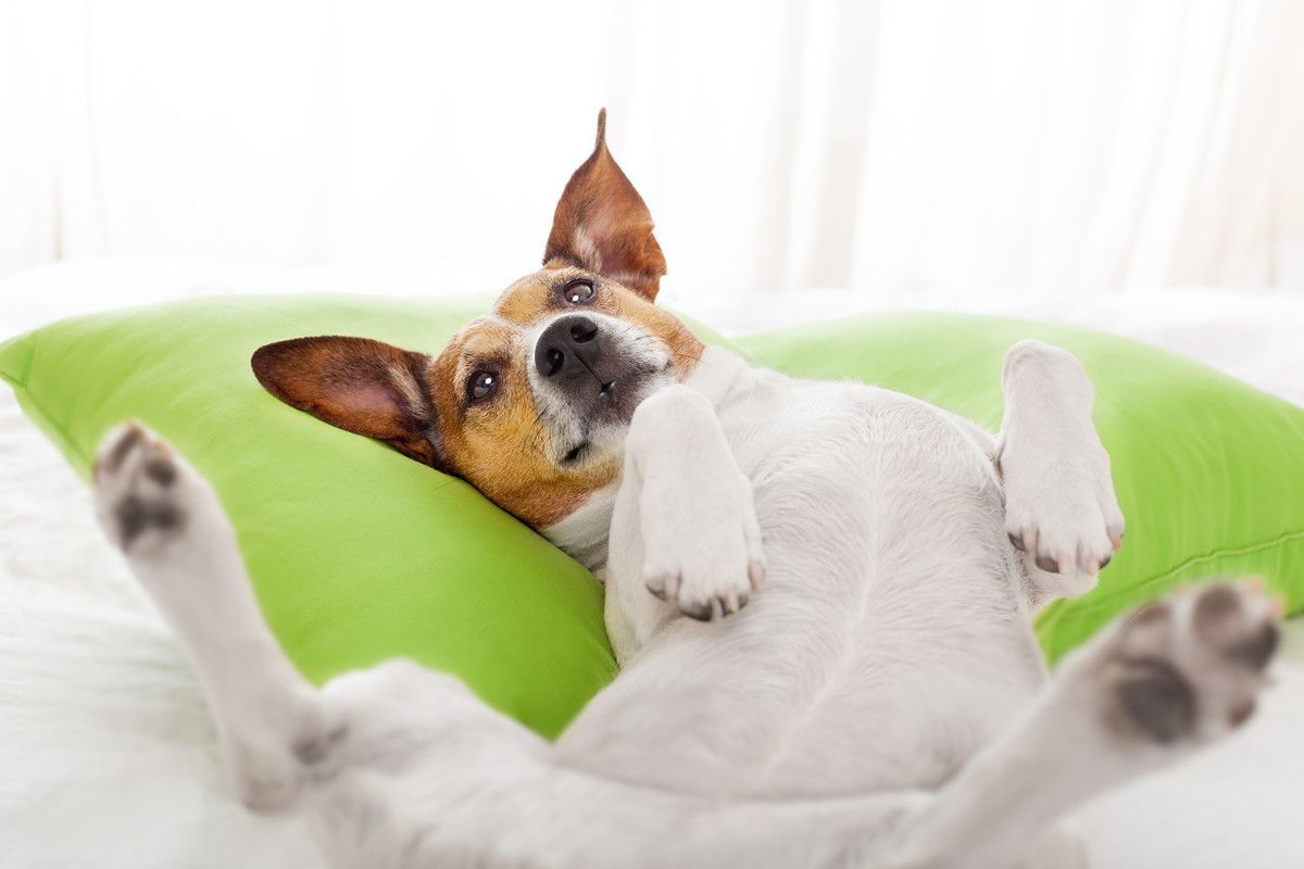 犬再生障碍性贫血