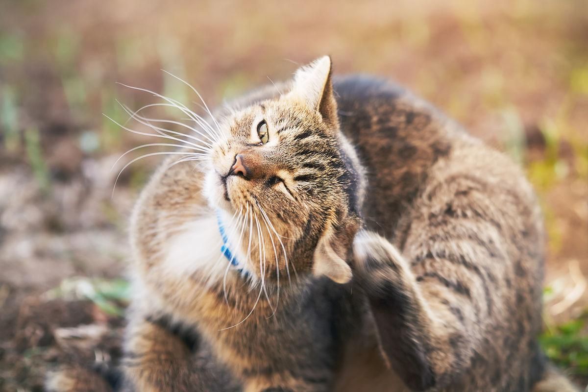 猫咪得猫藓的前期症状