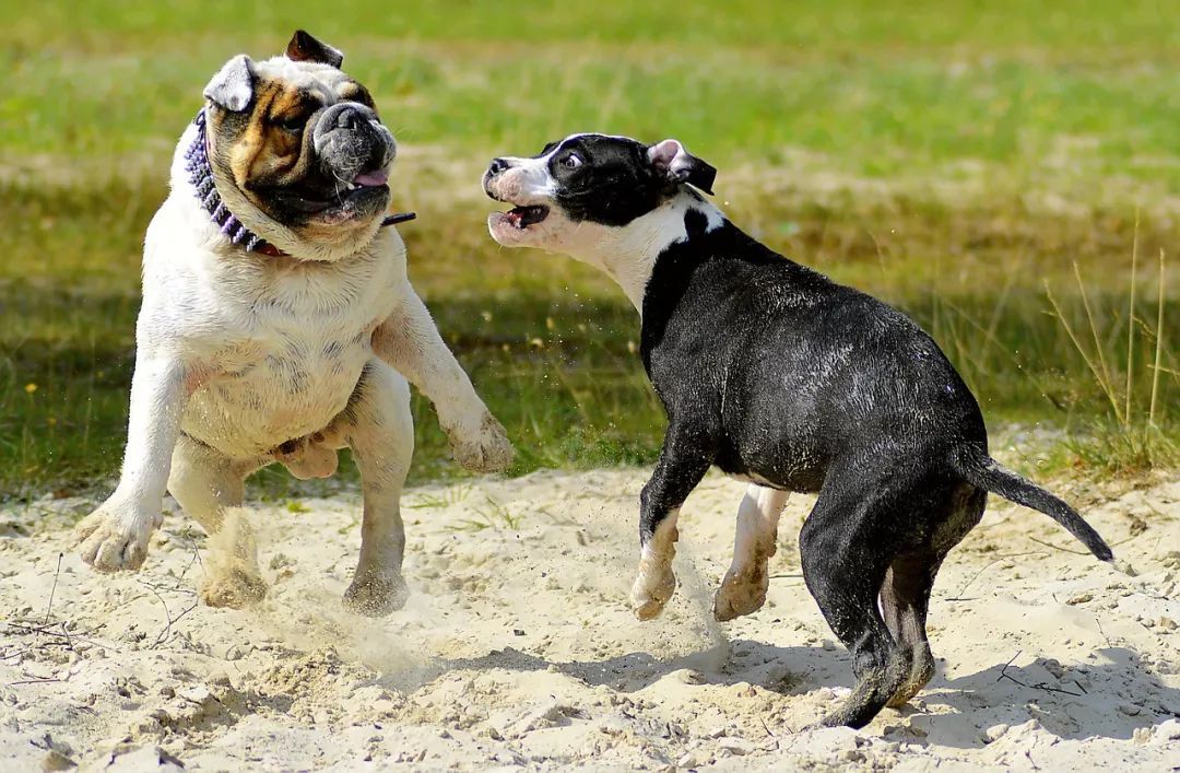 犬阴茎骨骨折