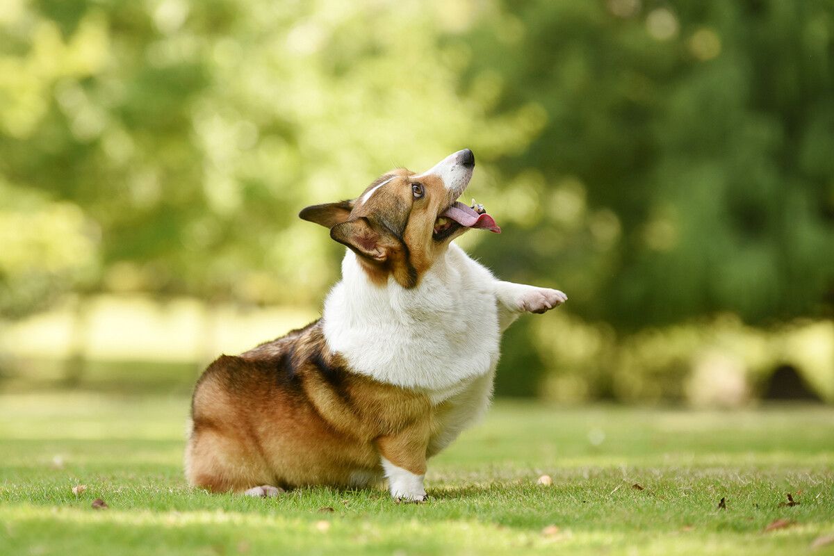 犬阴道炎