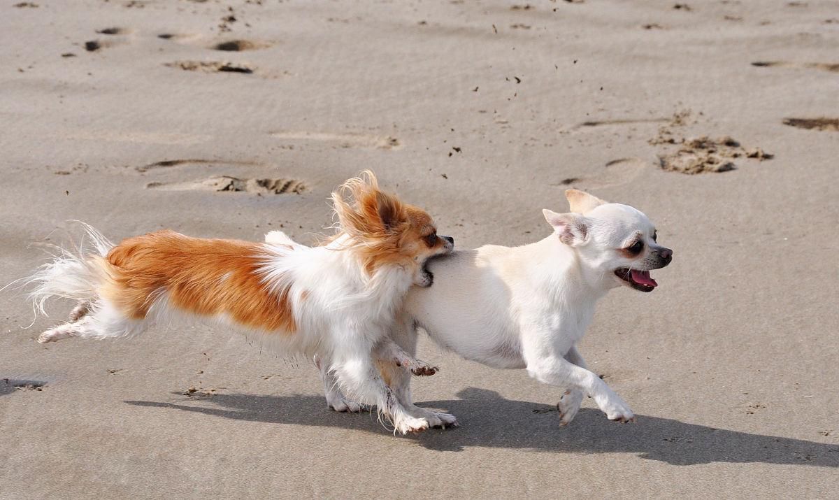 犬眼球脱出