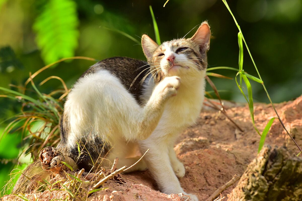 猫怎么预防猫藓