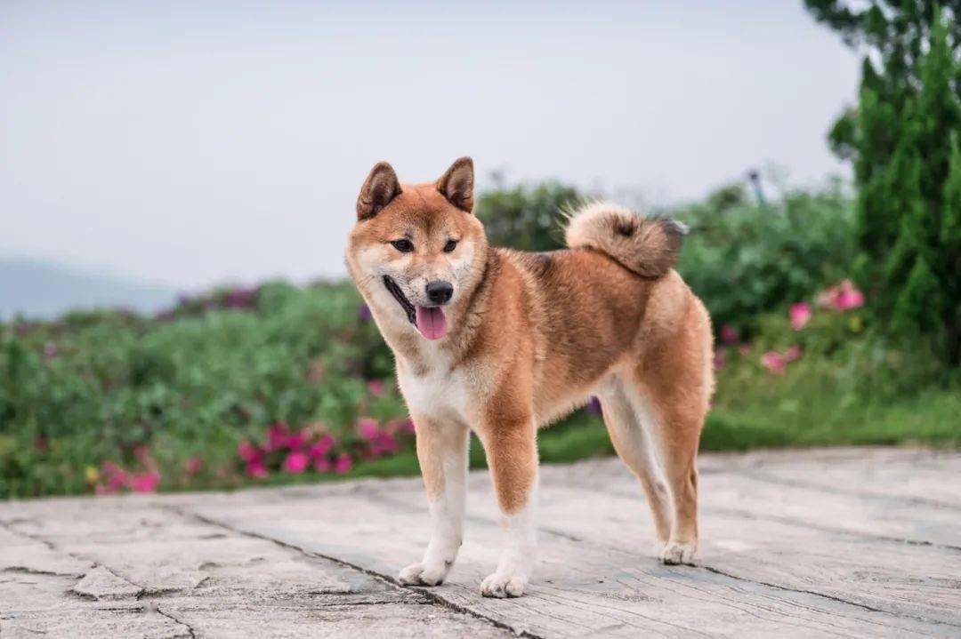 狗狗胰腺炎的早期症状表现