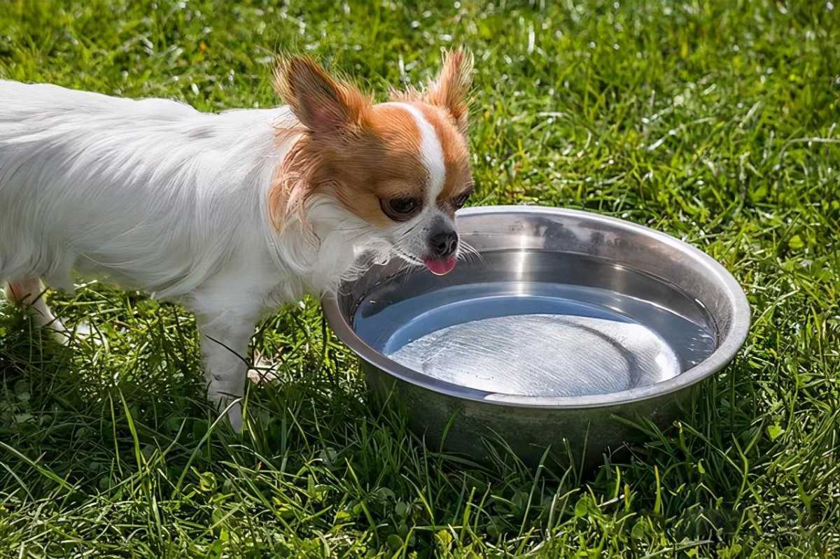 幼犬狗狗喝水用温水还是冷水好-第1张图片-宠查查