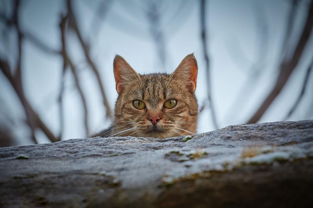 猫咪的应激反应多久才能好