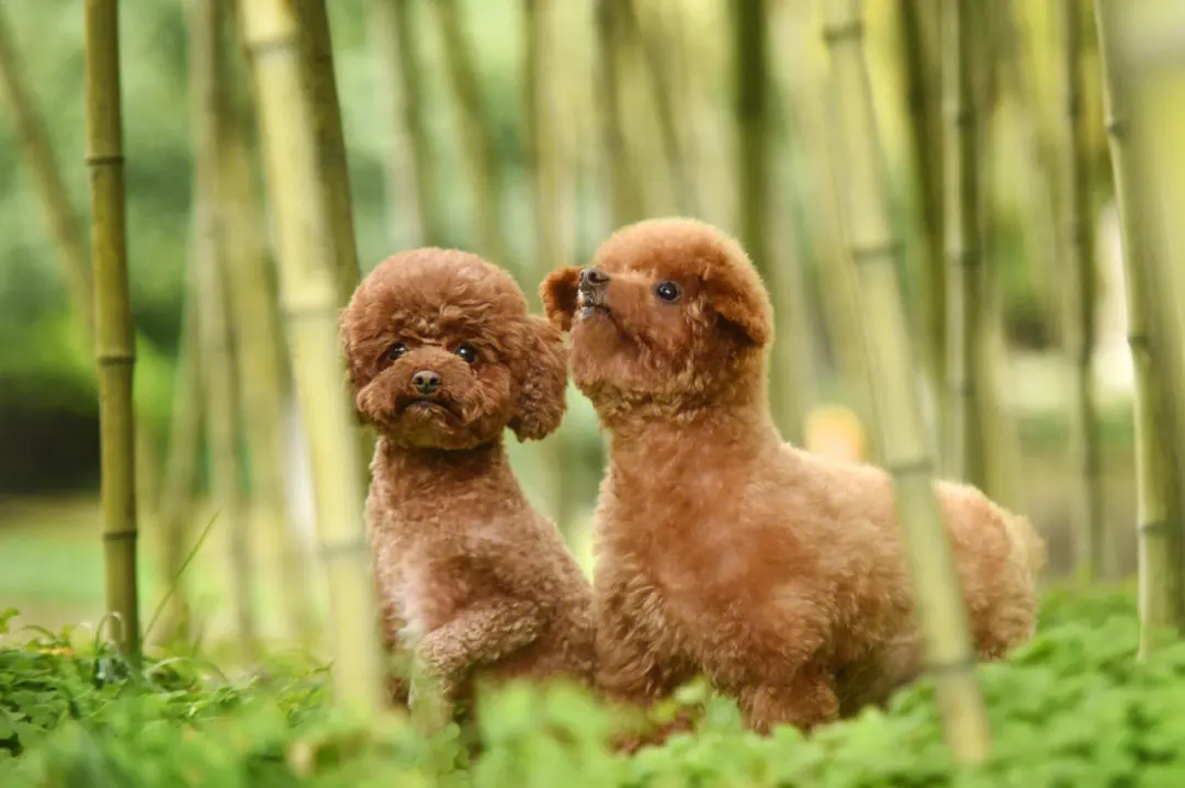 什么植物对狗狗有害