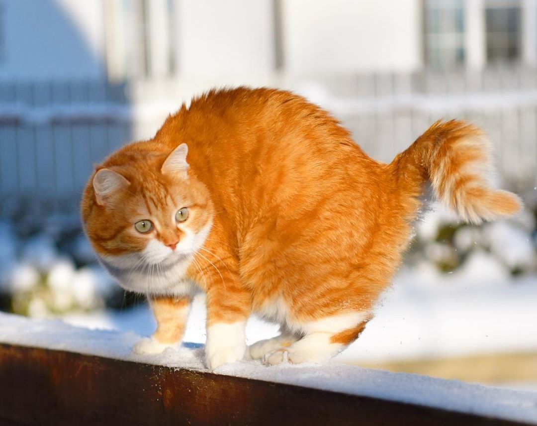 橘猫为什么会吐口水