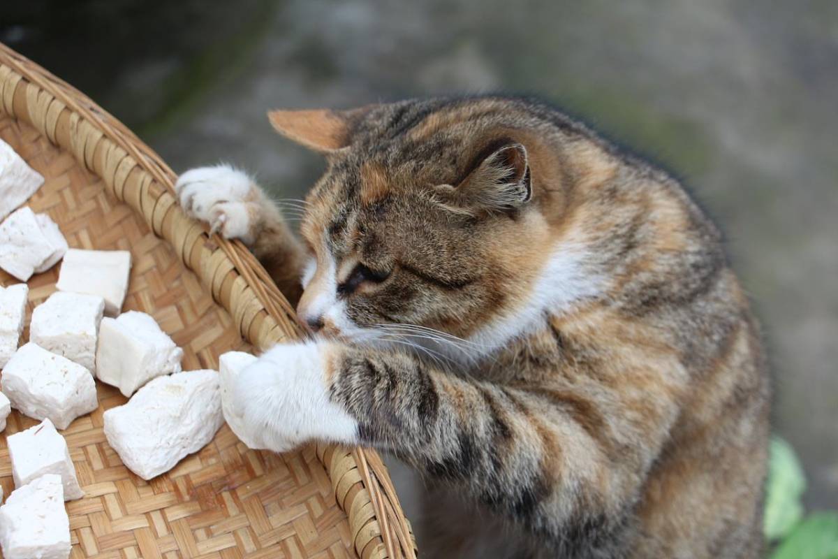 猫打了疫苗后多久恢复食欲