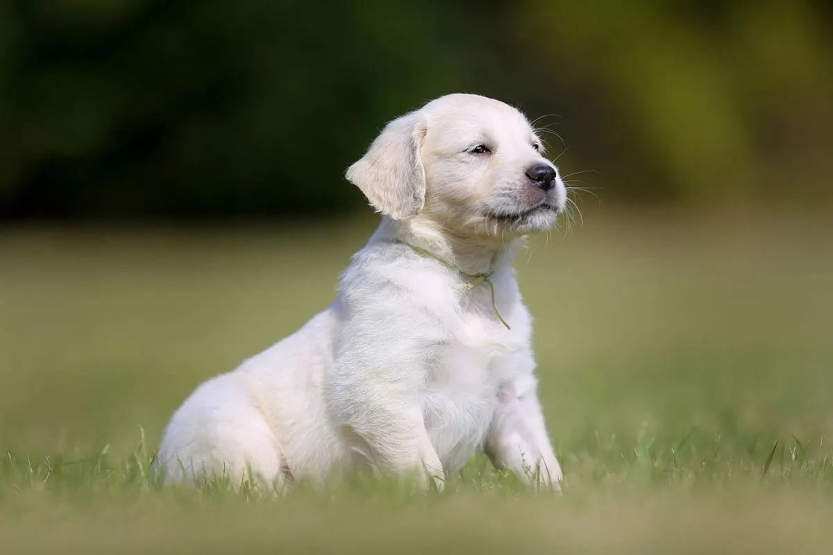 金毛幼犬怎么补钙