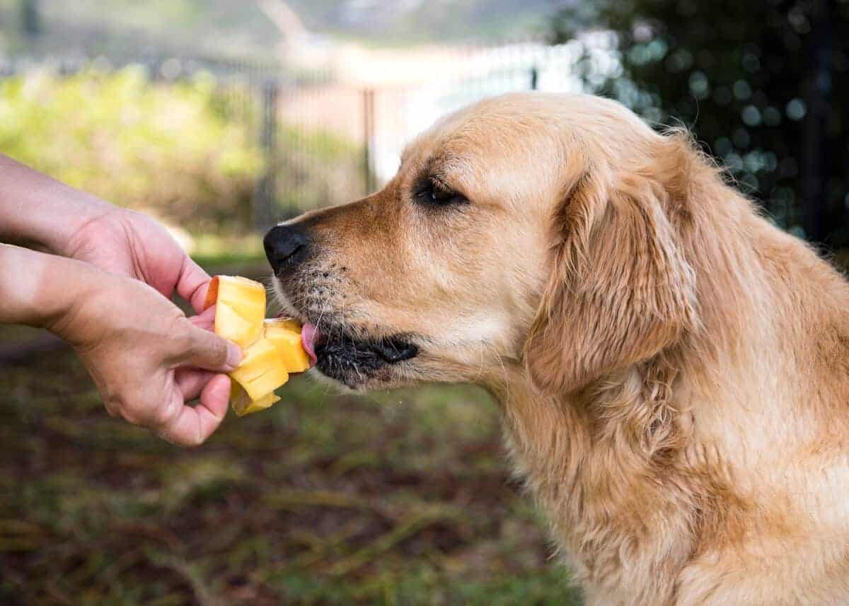 狗狗能吃芒果吗