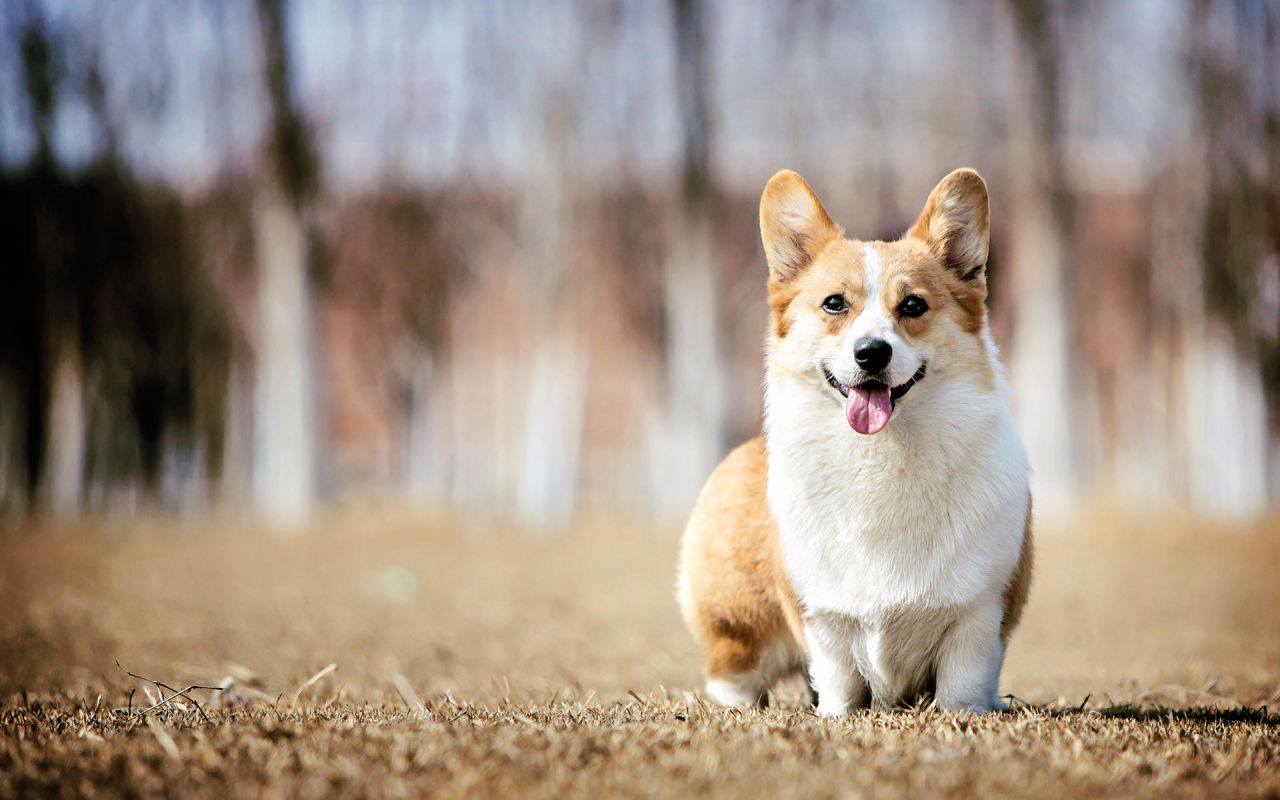 狗狗眼睛发红是怎么回事