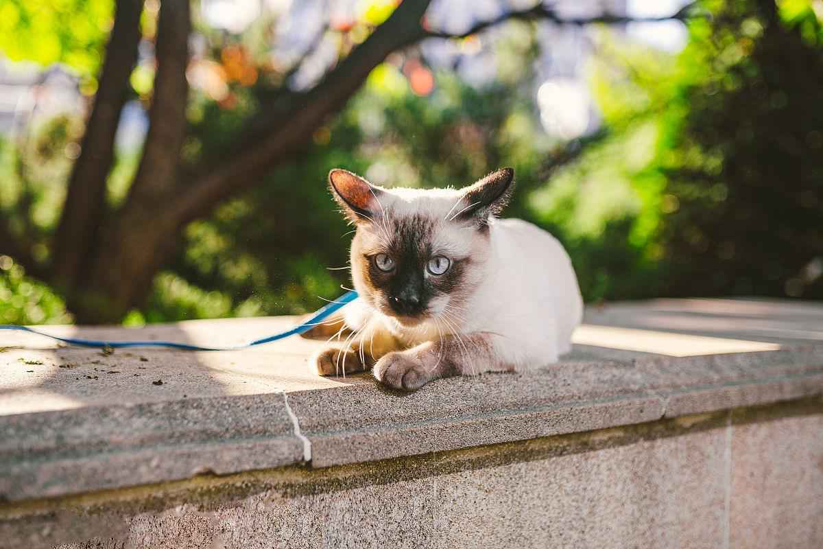 猫三联多大可以打-第1张图片-宠查查