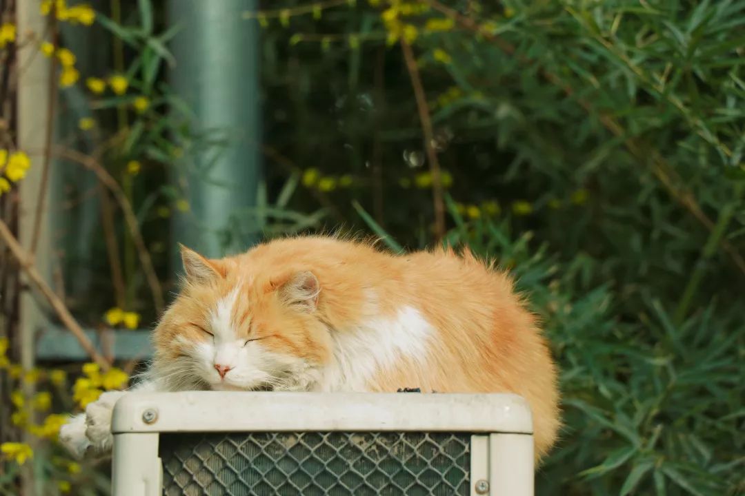 猫咪内驱和外驱间隔多久