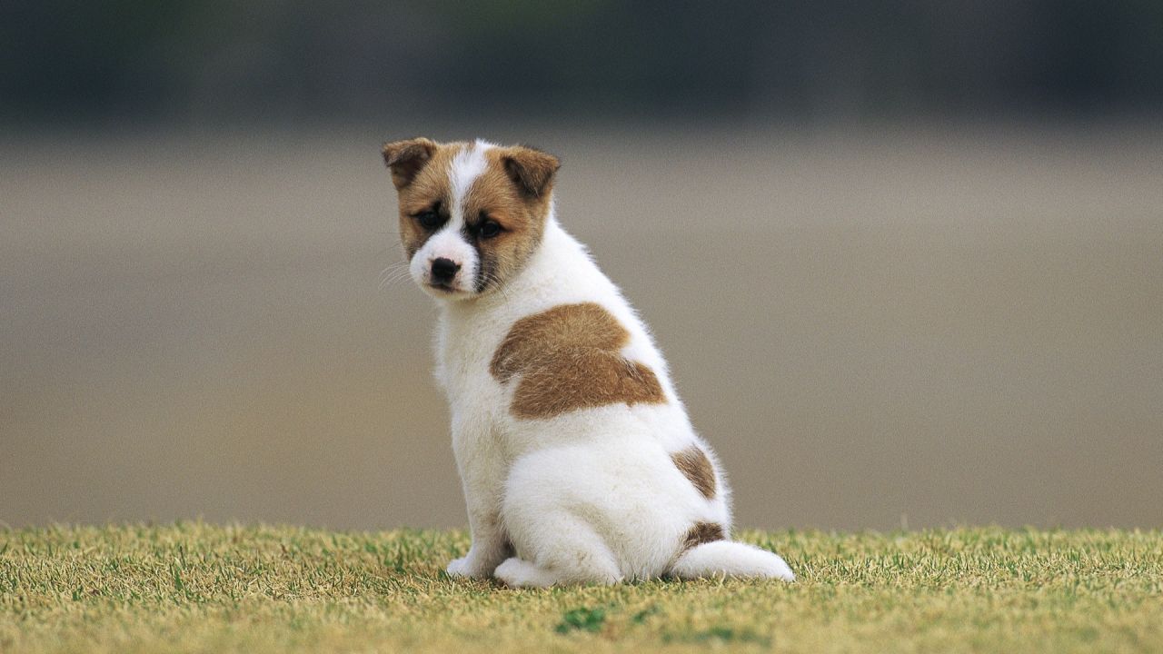 犬先天性垂体功能减退