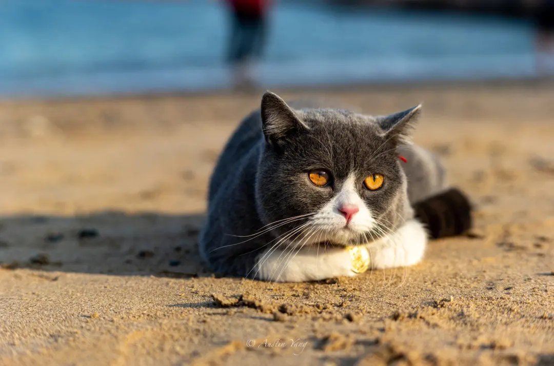 小猫怎么预防中暑