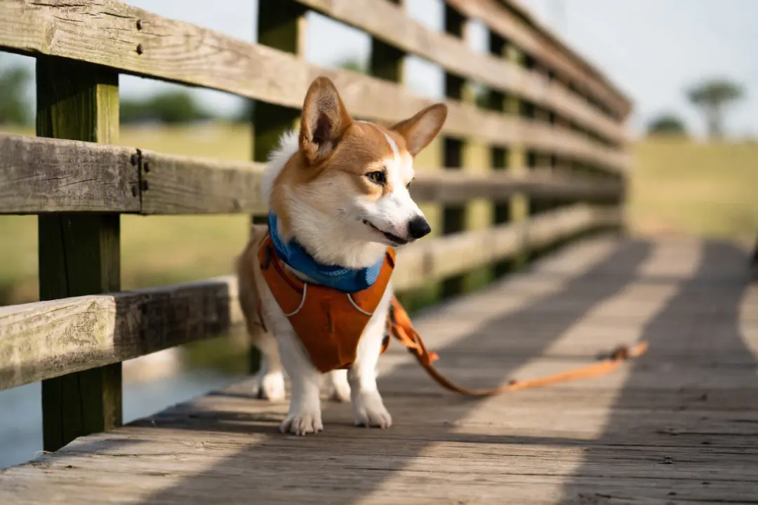 犬绦虫病