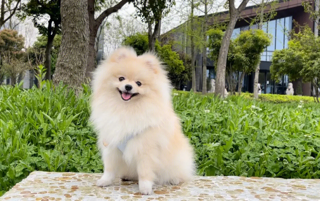 犬食管炎