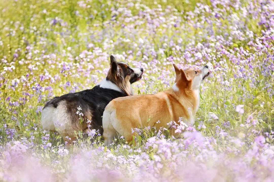 犬肾上腺皮质机能亢进