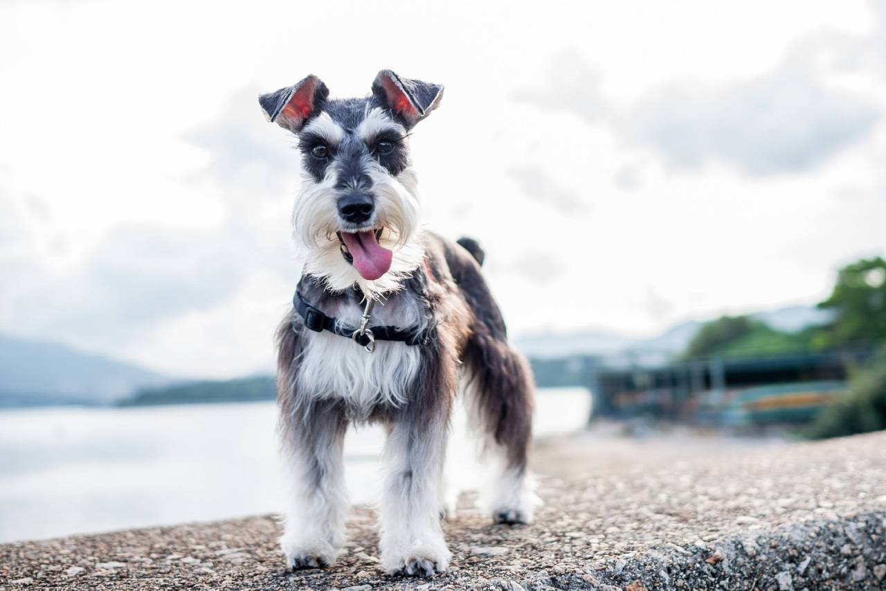 犬继发性肾上腺皮质机能减退-第1张图片-宠查查