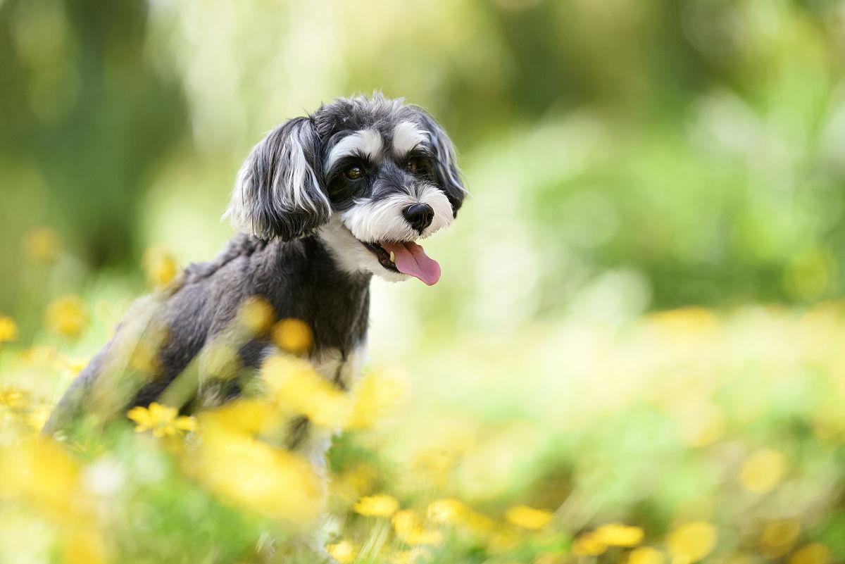 犬原发性肾上腺皮质机能减退