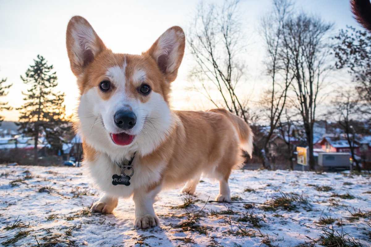 犬乳腺肿瘤