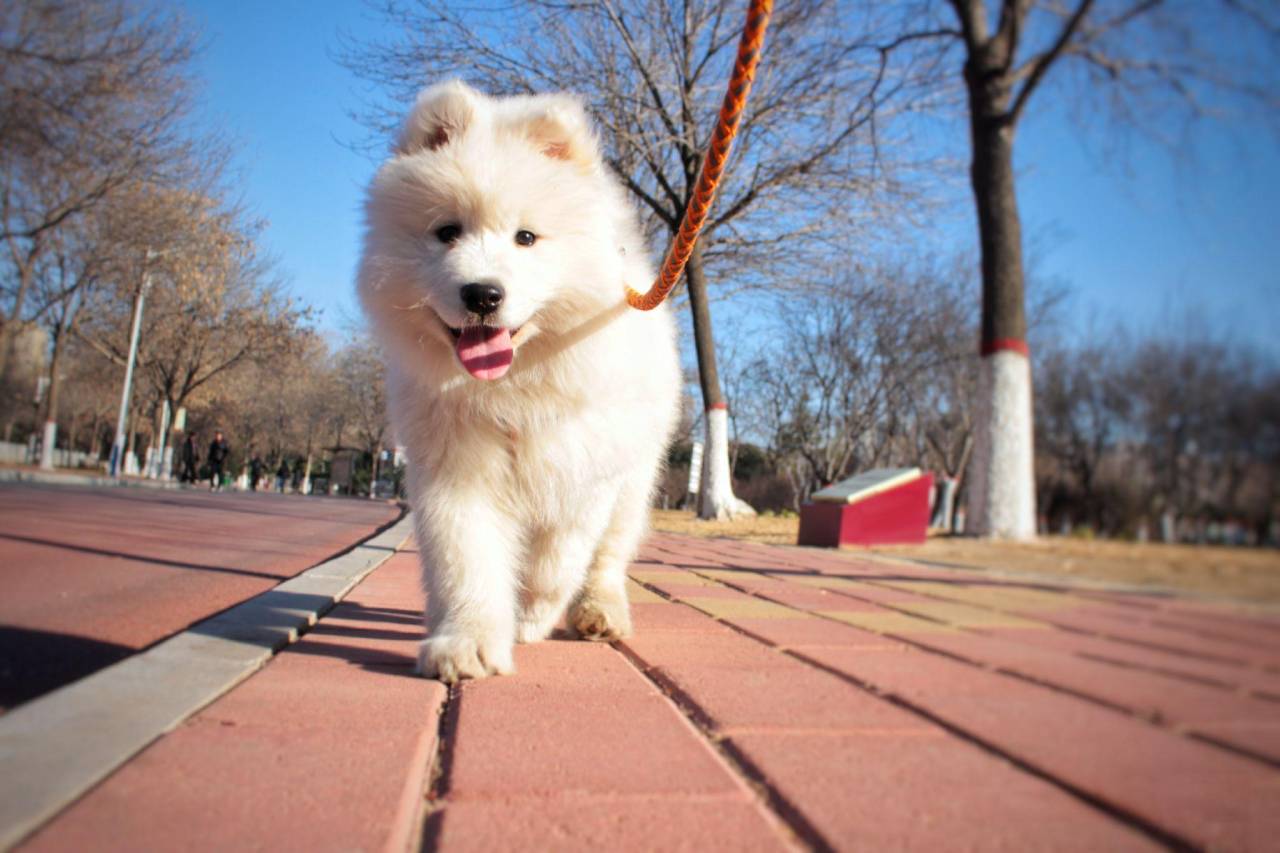 犬埃利希氏体病