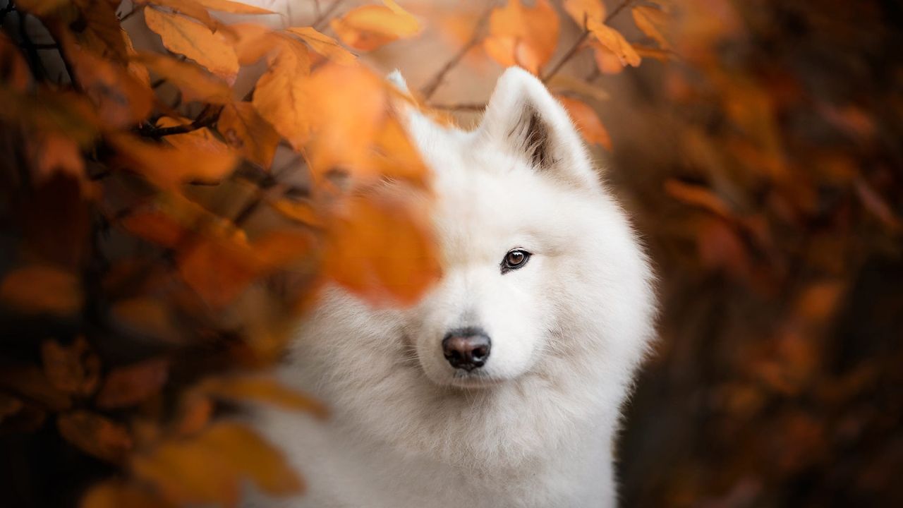 犬前列腺肥大