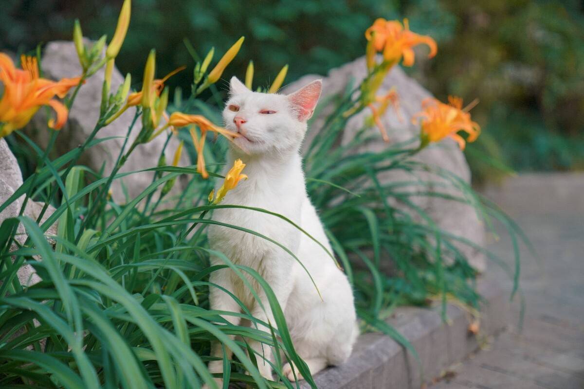 百合对猫咪的危害-第1张图片-宠查查