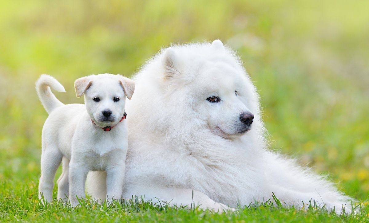 犬角膜炎