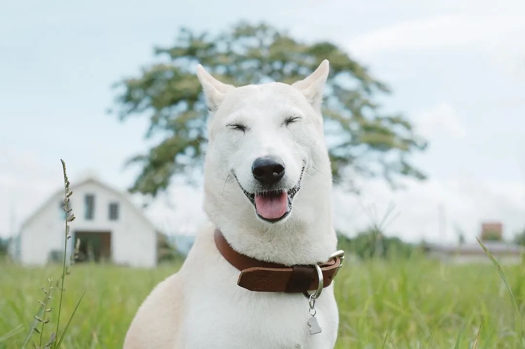 犬假孕