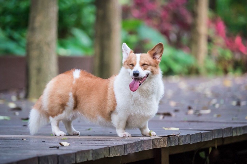 犬甲状旁腺机能减退