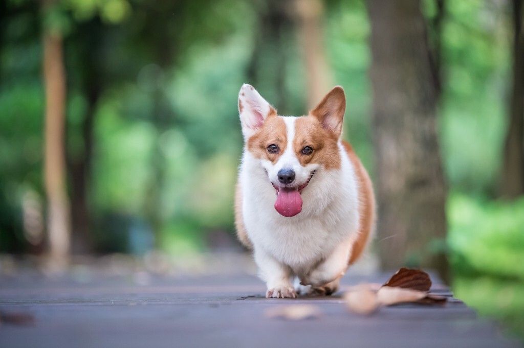 犬脊髓炎