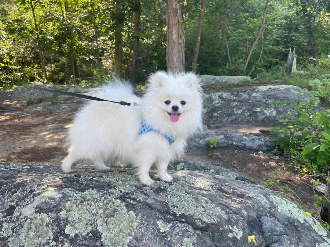 犬寰枢椎半脱位